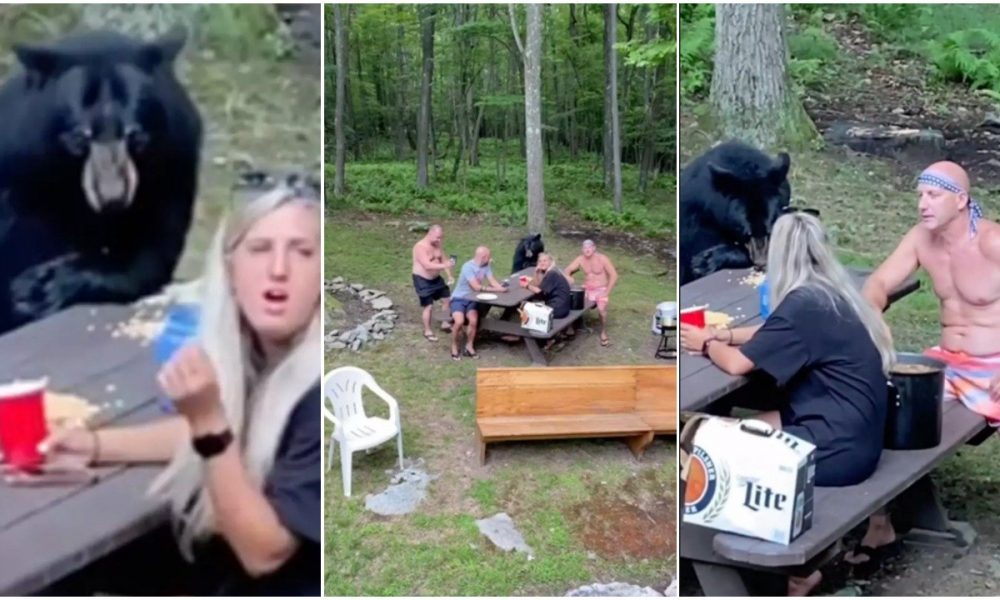 Wild black bear casually joined this family’s picnic and the entire scene was caught on video