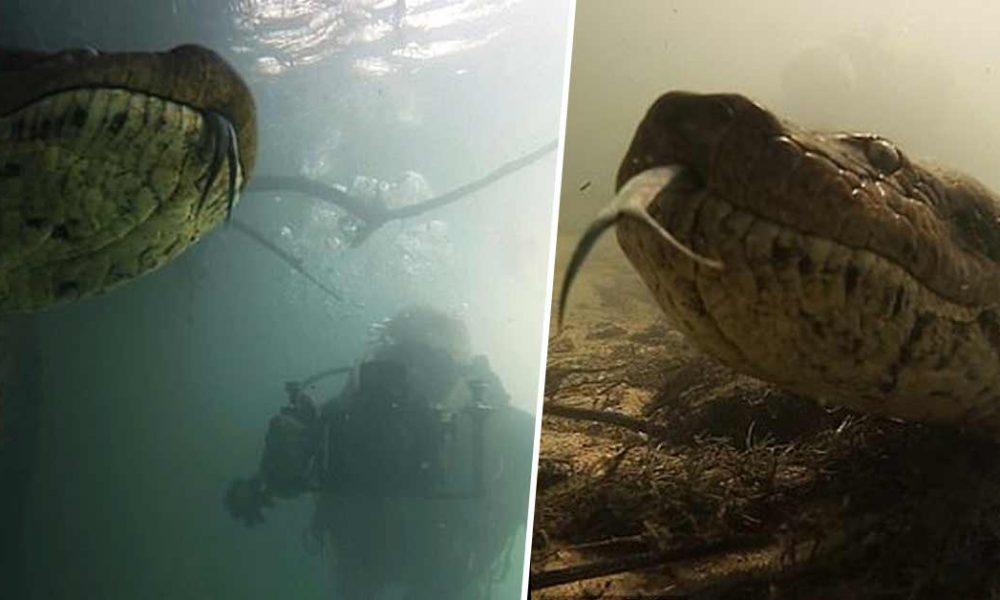 Terrifying moment diver comes face to face with giant anaconda captured ...